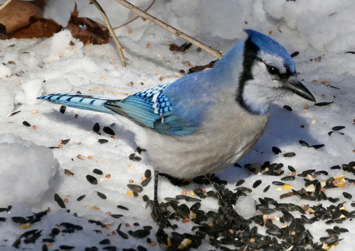 Blue Jay - ML646371986