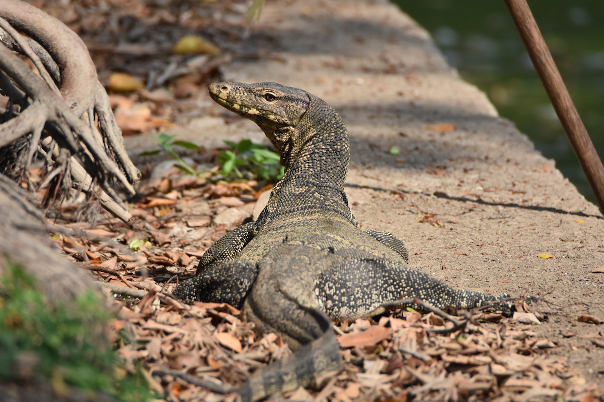 Common Water Monitor - ML646371990