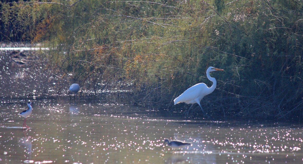 Great Egret - ML646371991