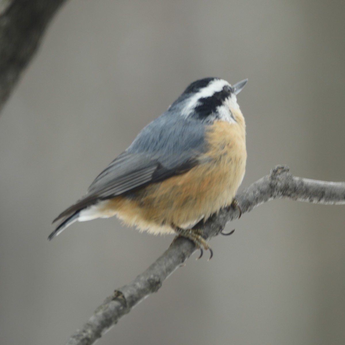Red-breasted Nuthatch - ML646371992