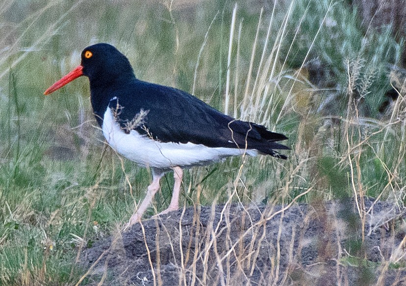 Magellanic Oystercatcher - ML646371994