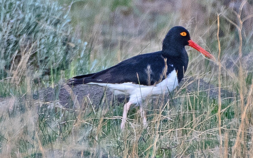 Magellanic Oystercatcher - ML646371995