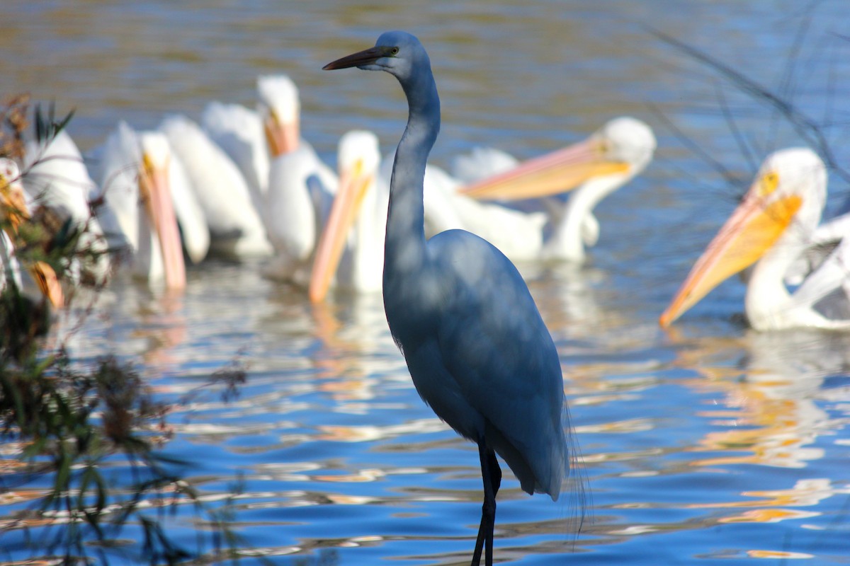 Great Egret - ML646371997