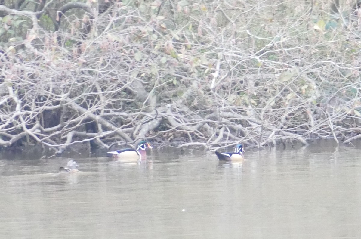 kachnička karolínská - ML646371998