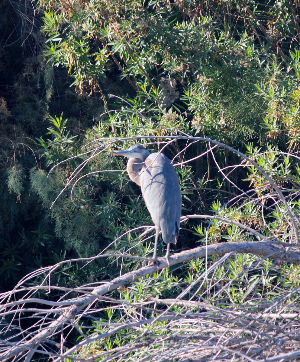 Kanadareiher - ML646372000