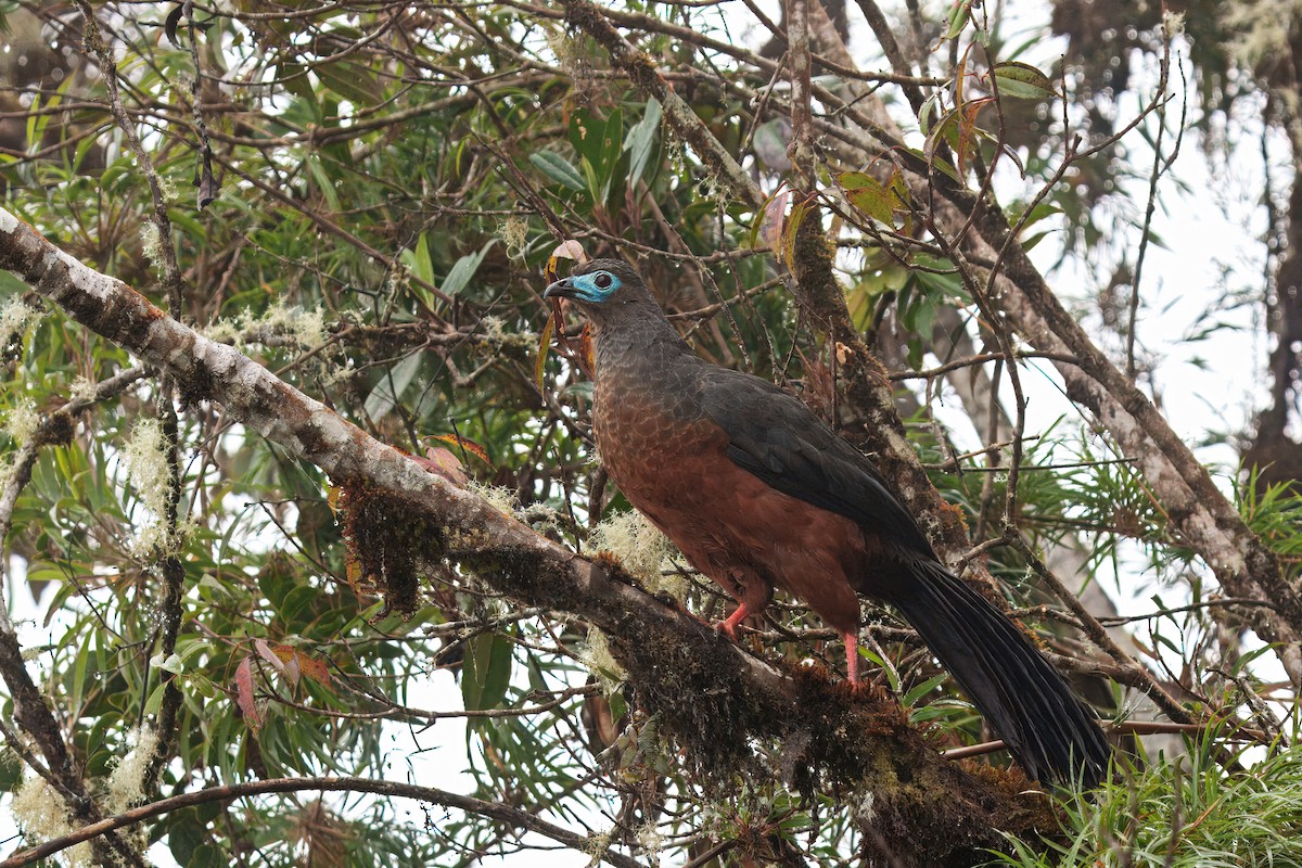 Sickle-winged Guan - ML646372001