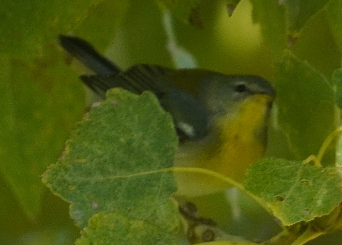 Northern Parula - ML646372002