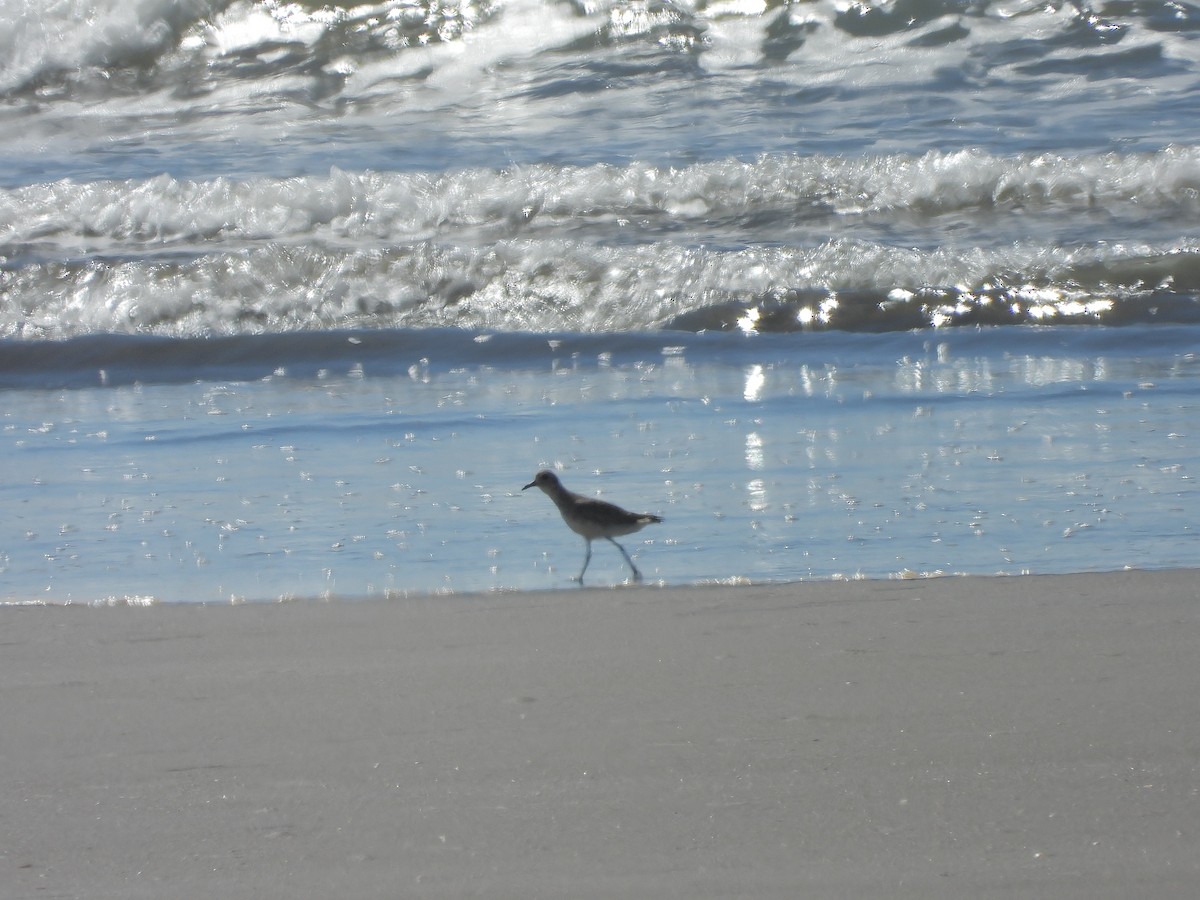 Chorlito Gris - ML646372003