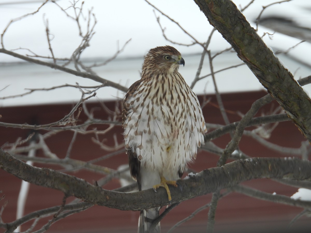 Cooper's Hawk - ML646372004