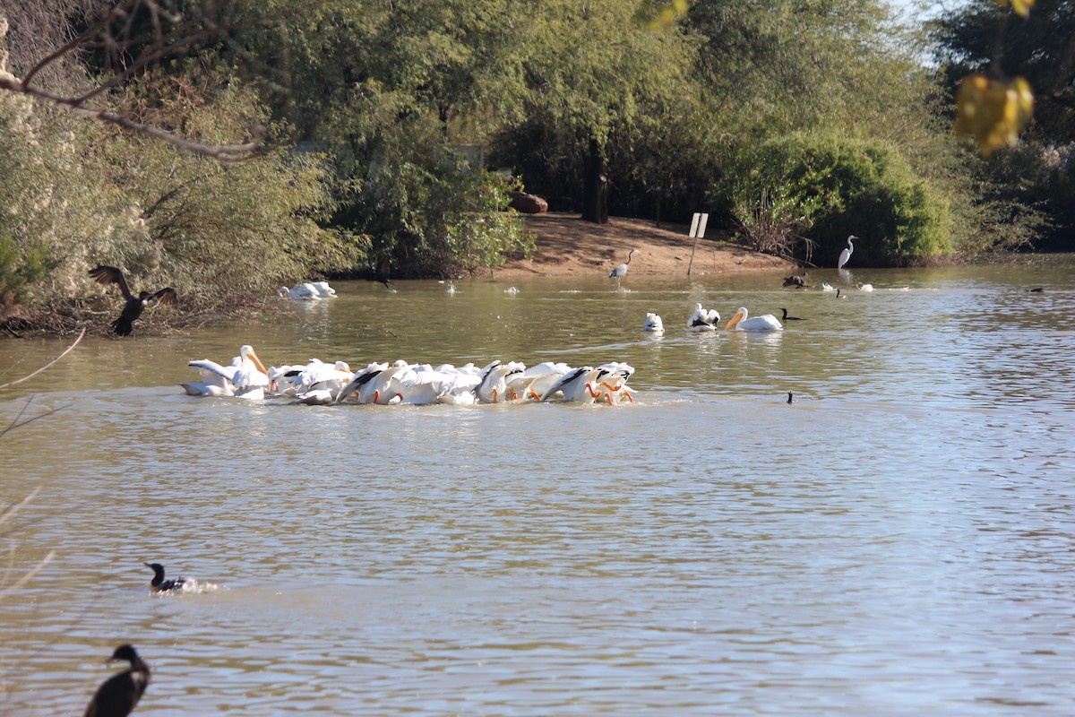 Nashornpelikan - ML646372005