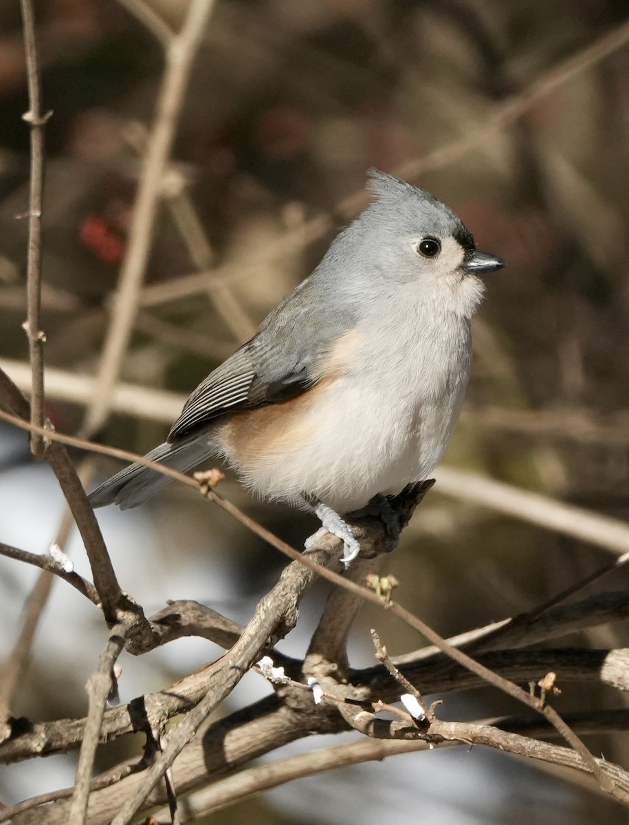 Tufted Titmouse - ML646372006