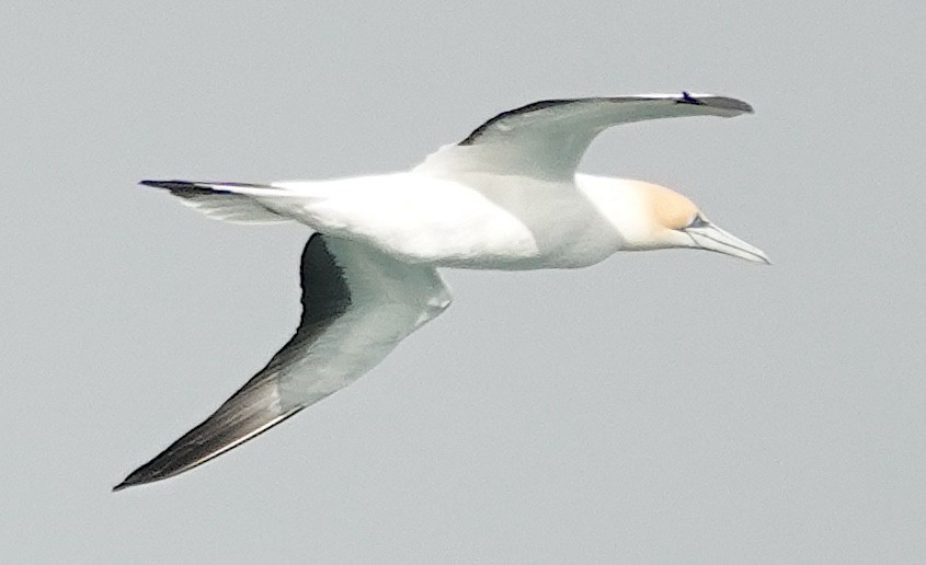 Avustralya Sümsüğü - ML646372007