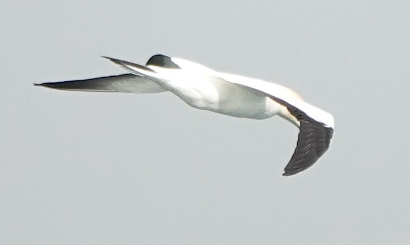 Avustralya Sümsüğü - ML646372009