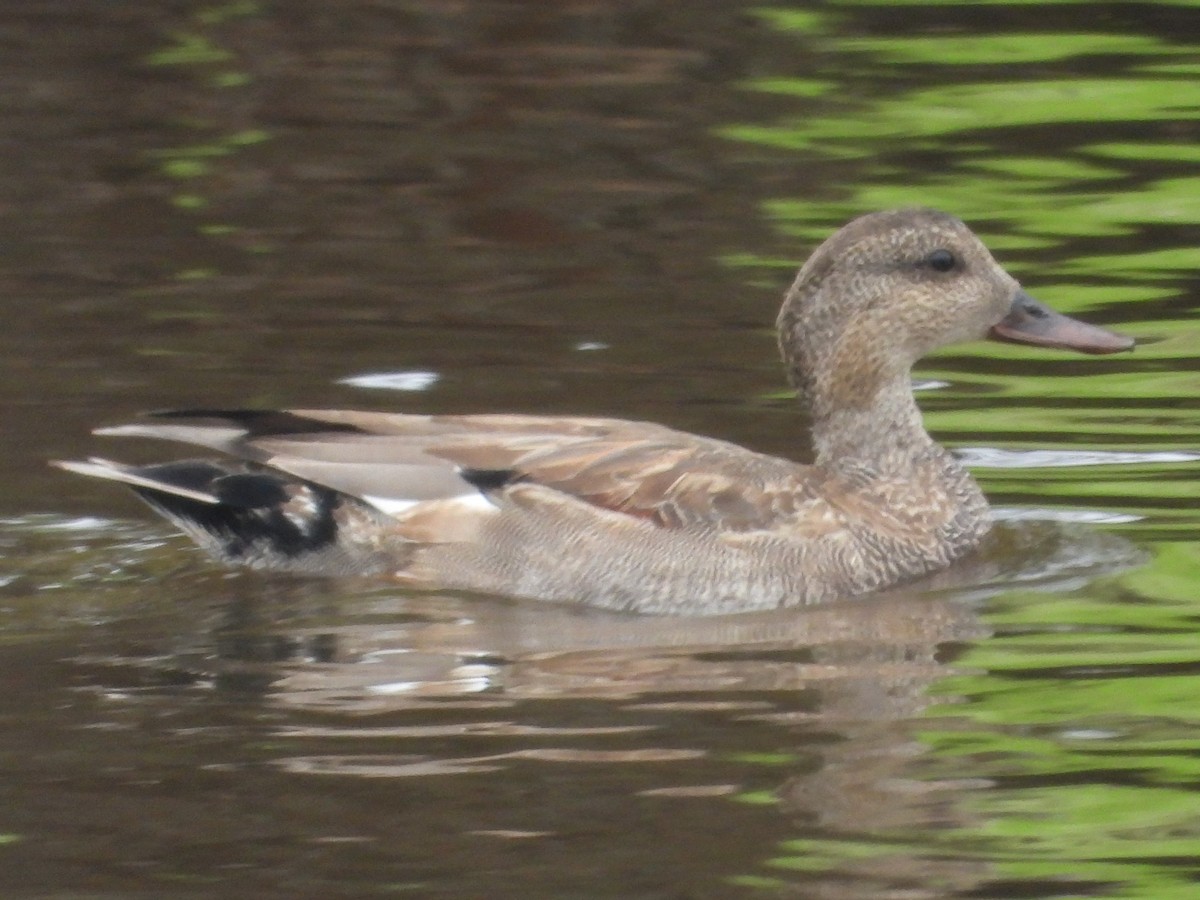 Gadwall - ML646372011