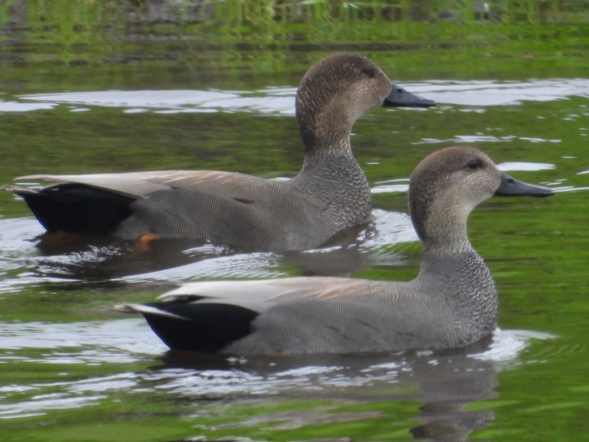 Ánade Friso - ML646372012