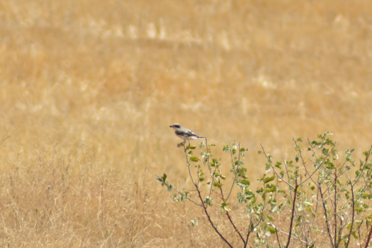 Schwarzstirnwürger - ML646372013