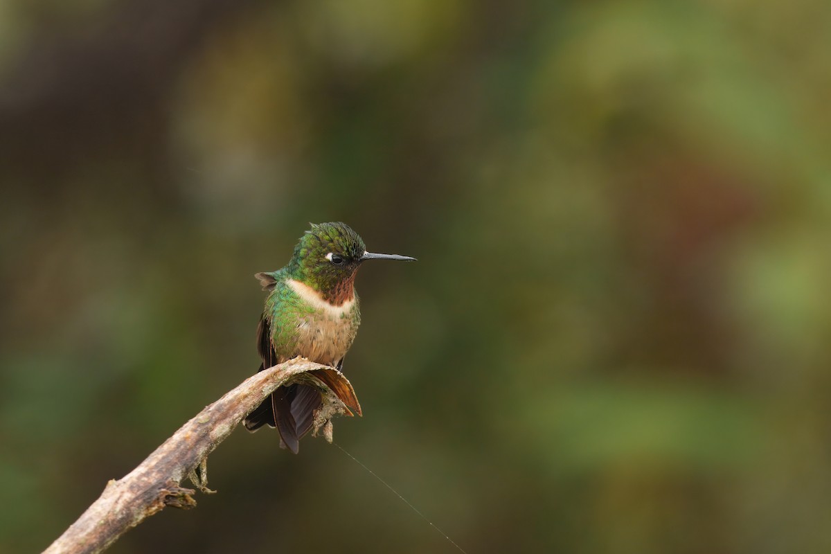 Colibrí Gorjiamatista - ML646372016