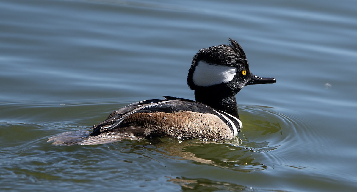 Serreta Capuchona - ML646372017