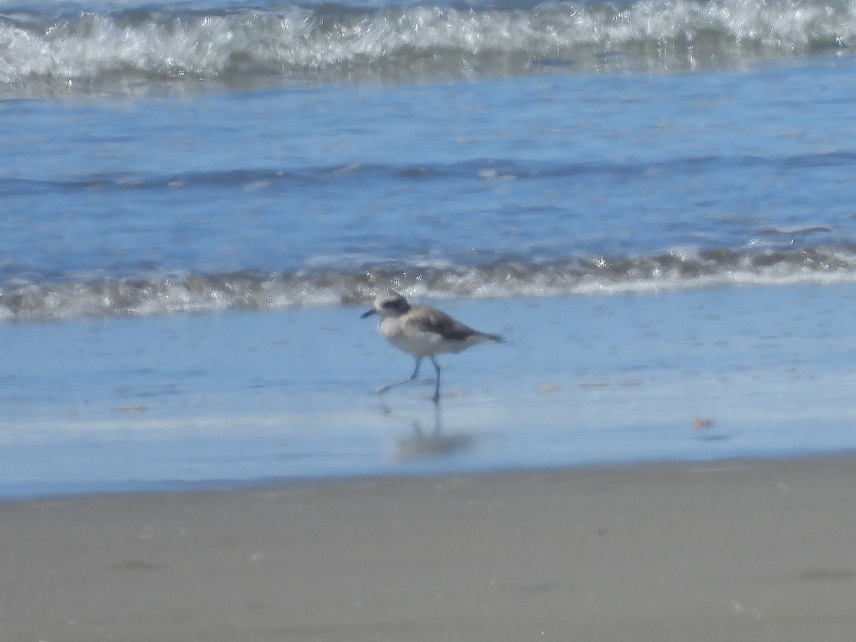 Chorlito Gris - ML646372019