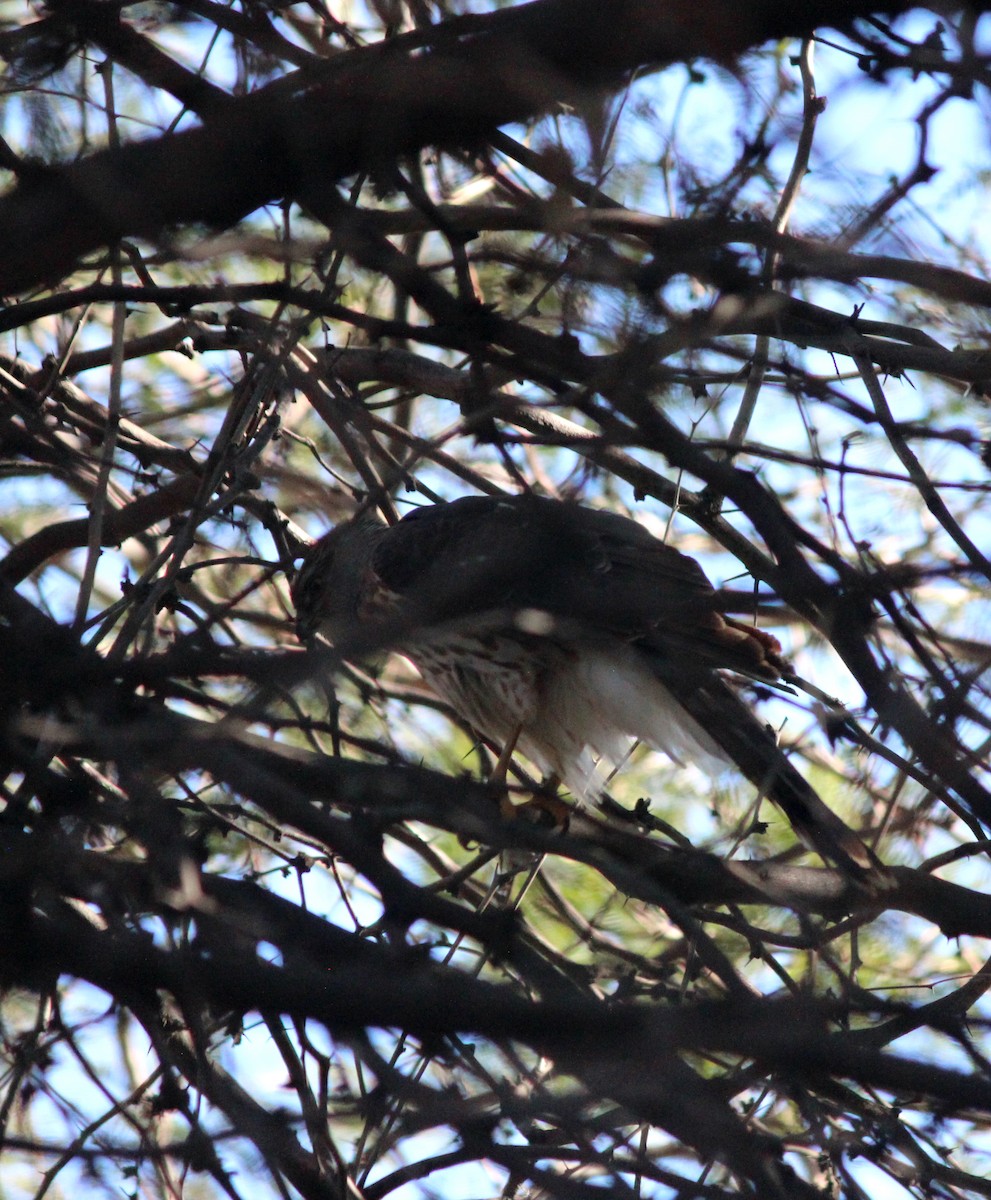 Gavilán de Cooper - ML646372020