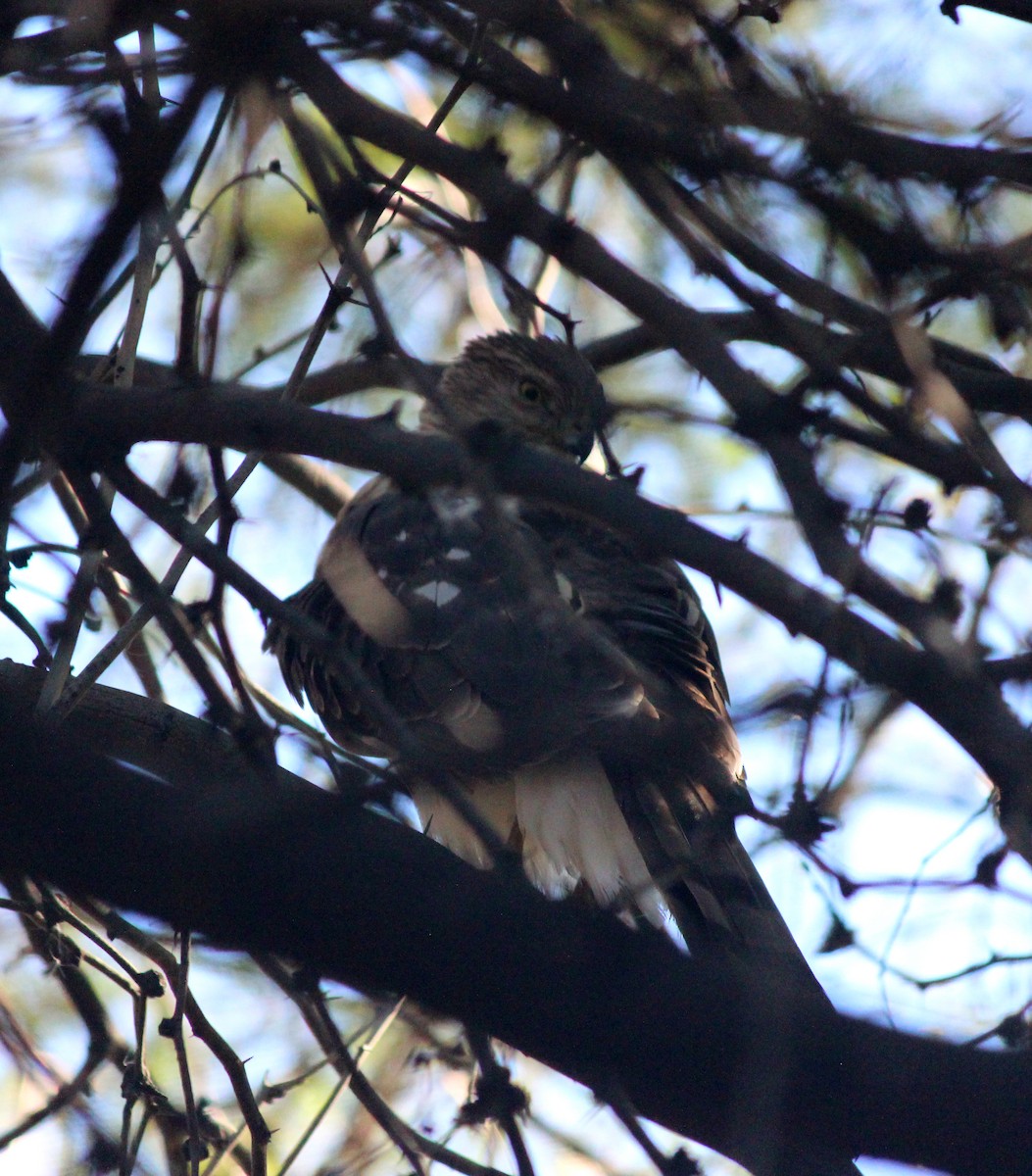 Gavilán de Cooper - ML646372021