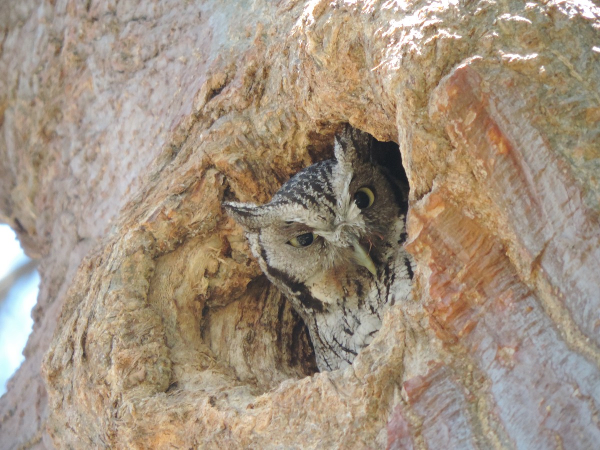 Autillo Chóliba - ML646372022