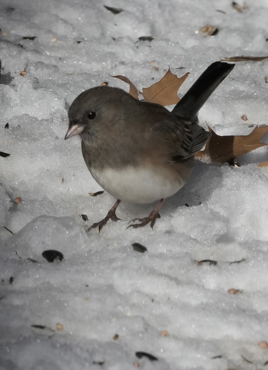 Junco Ojioscuro - ML646372023