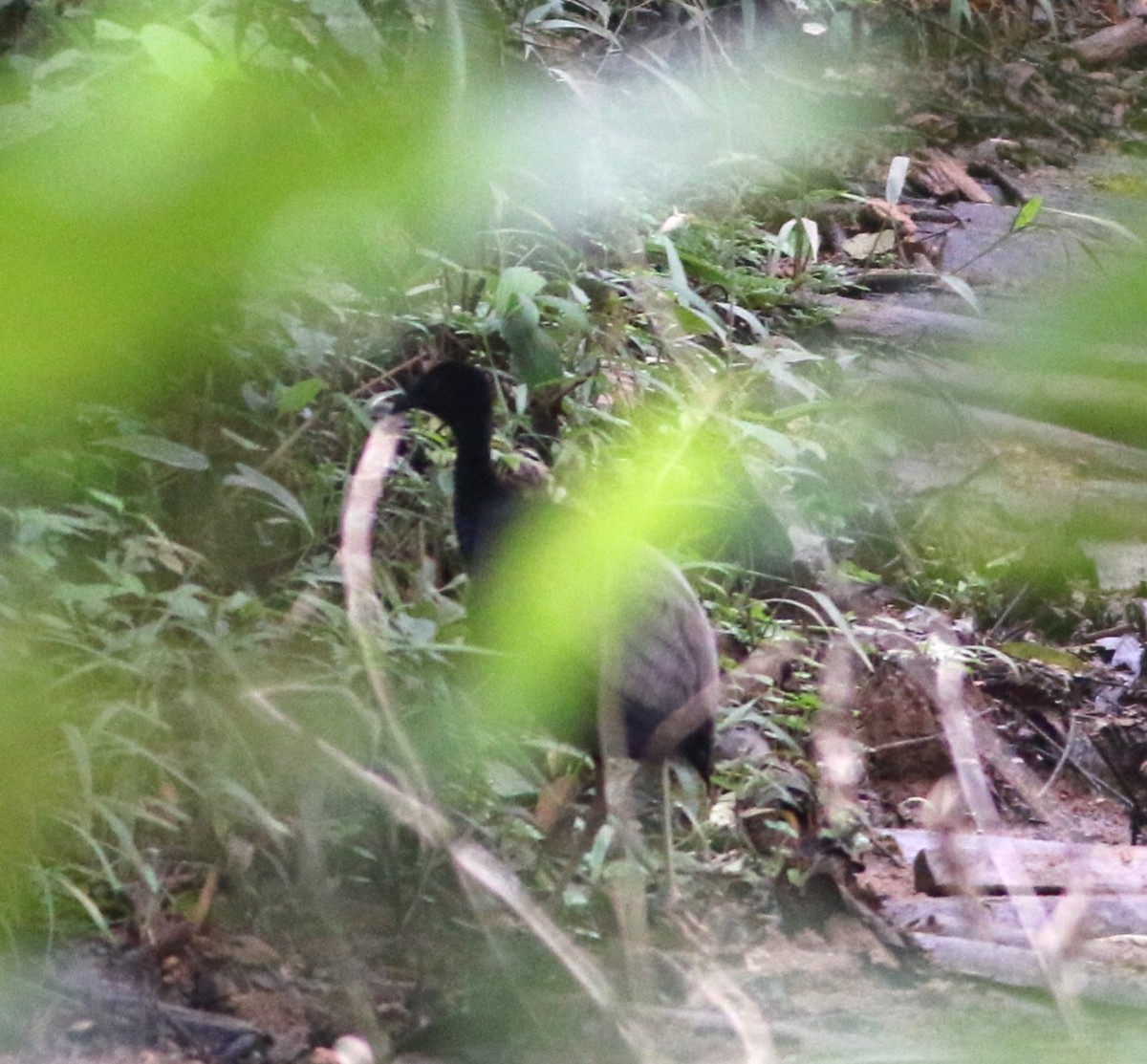 Grauflügel-Trompetervogel - ML646372024