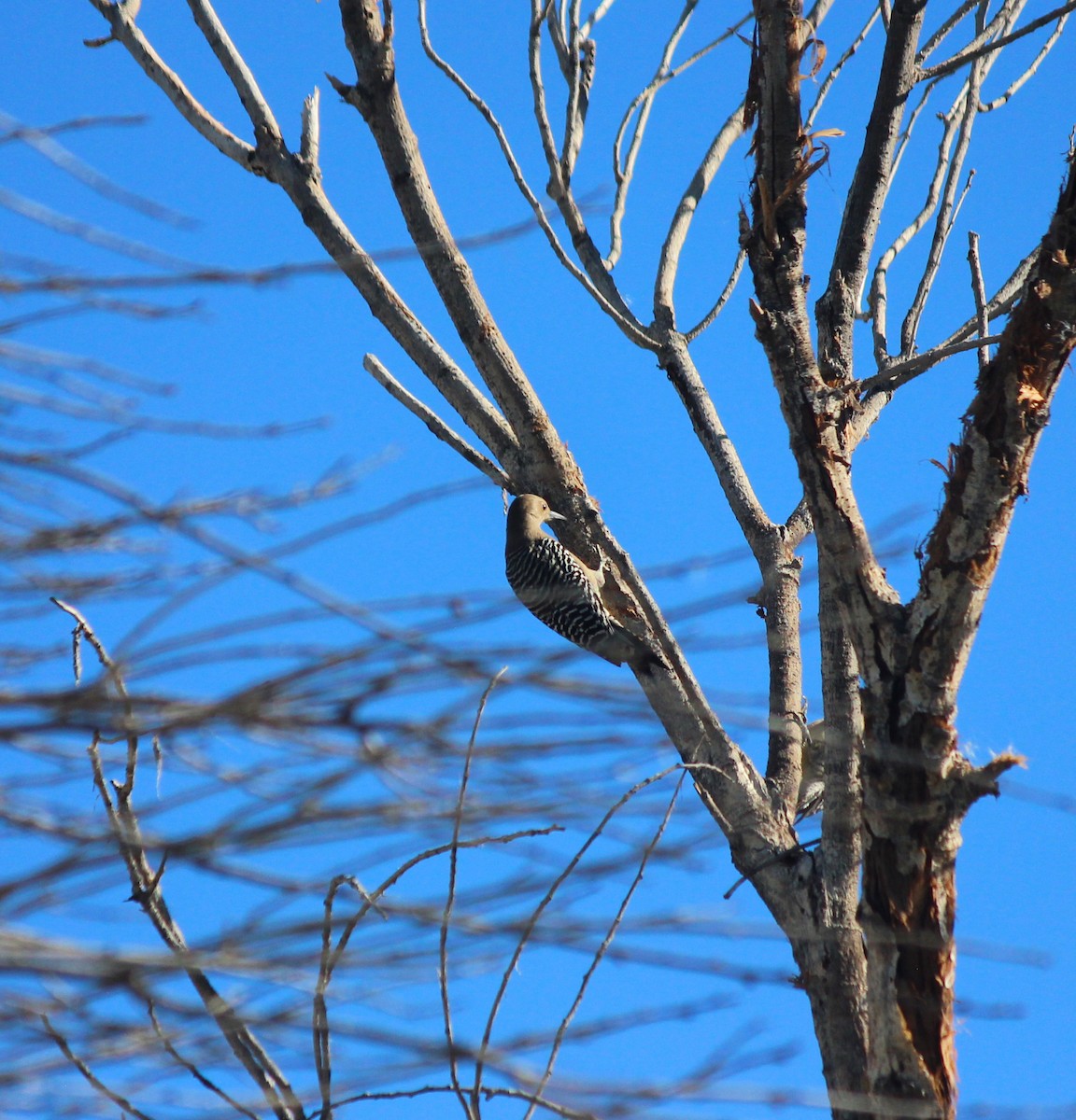 Carpintero de Gila - ML646372025