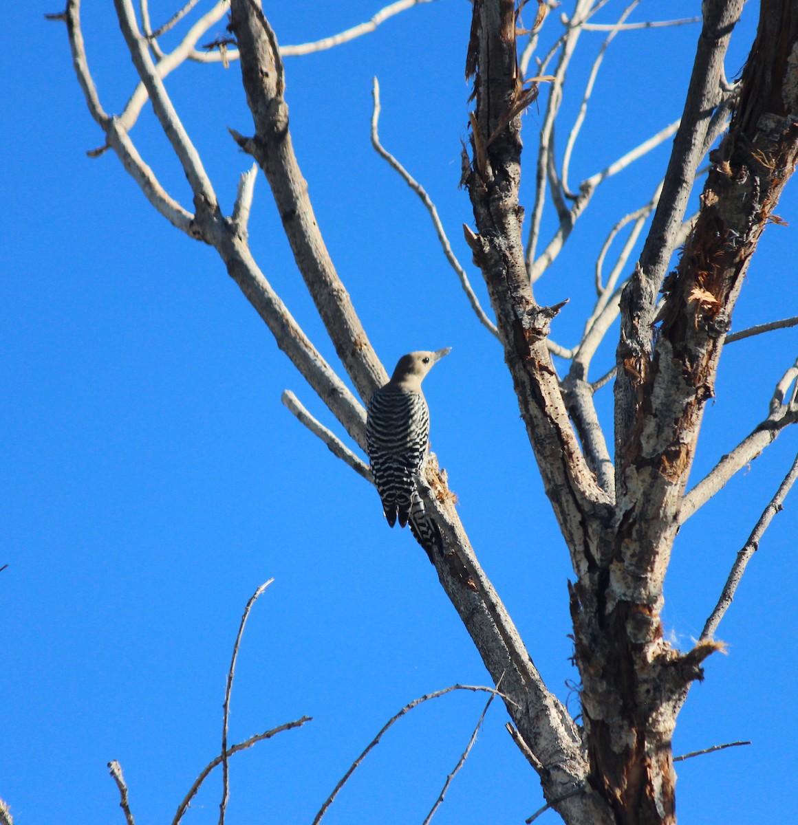 Carpintero de Gila - ML646372026
