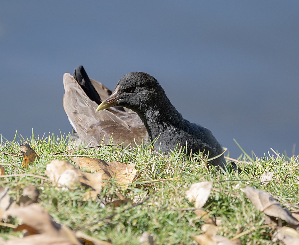 Gallineta Americana - ML646372027