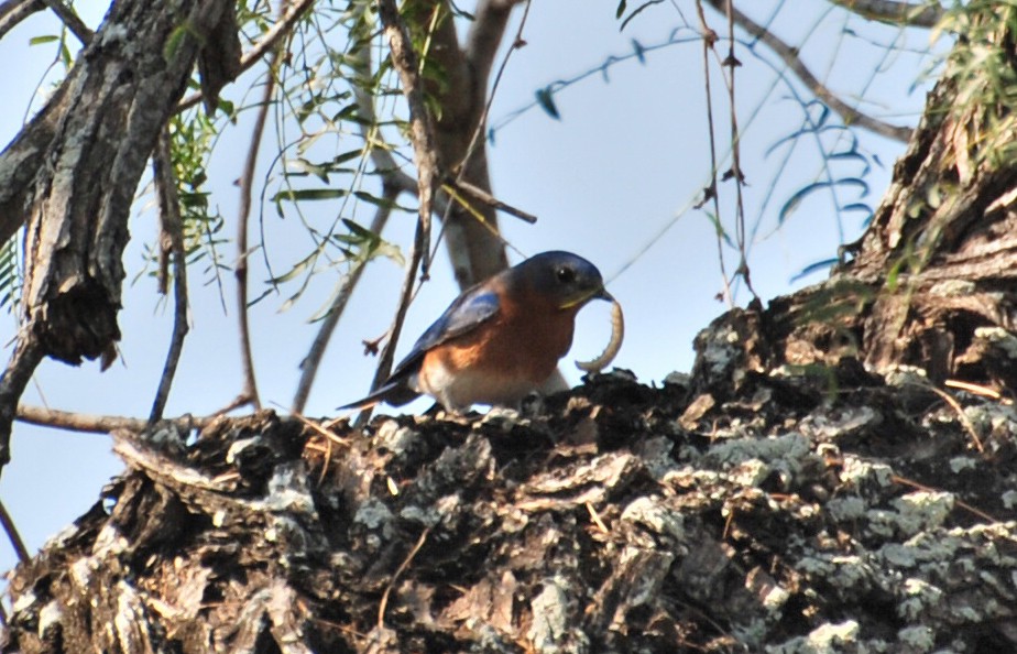 Azulejo Oriental - ML646372028