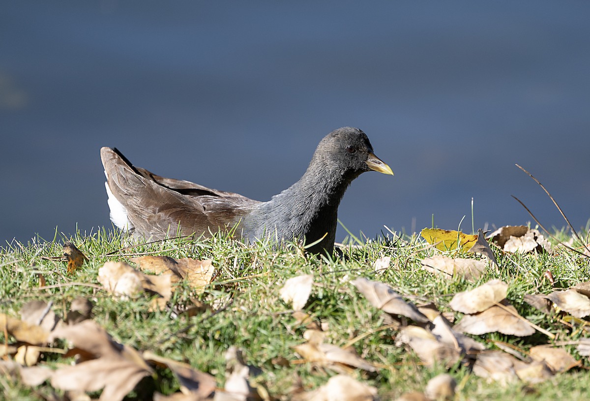 Gallineta Americana - ML646372029