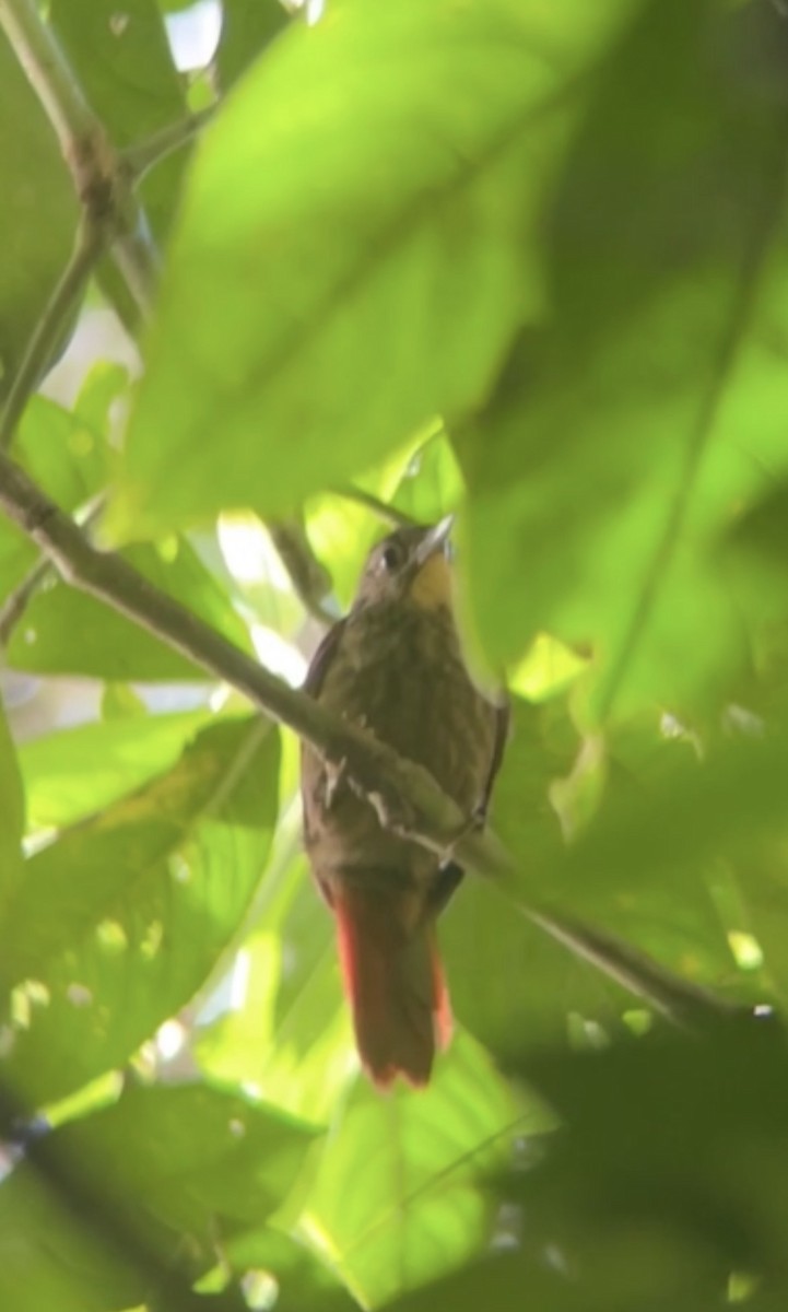 Western Woodhaunter - ML646372030