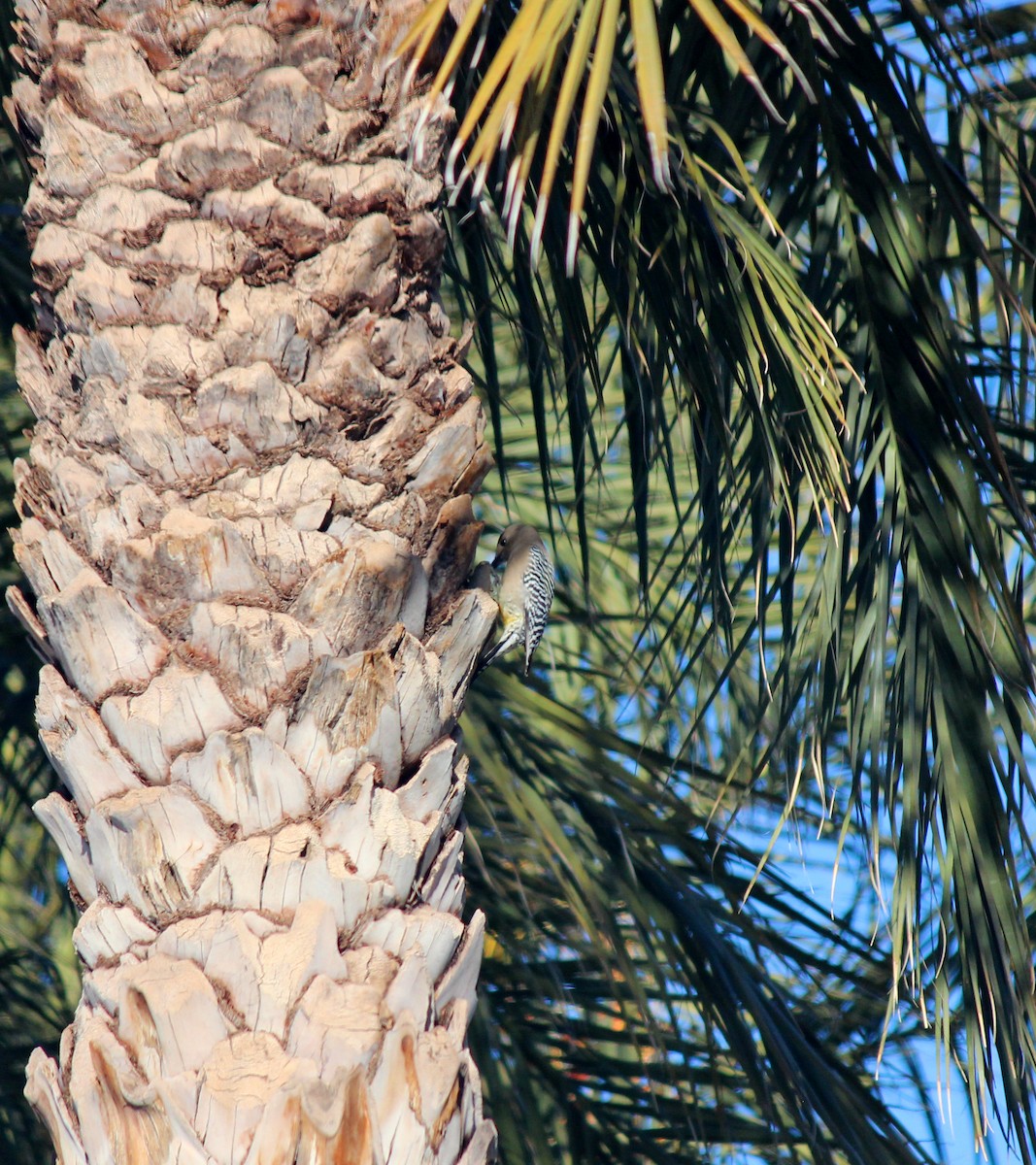 Carpintero de Gila - ML646372031