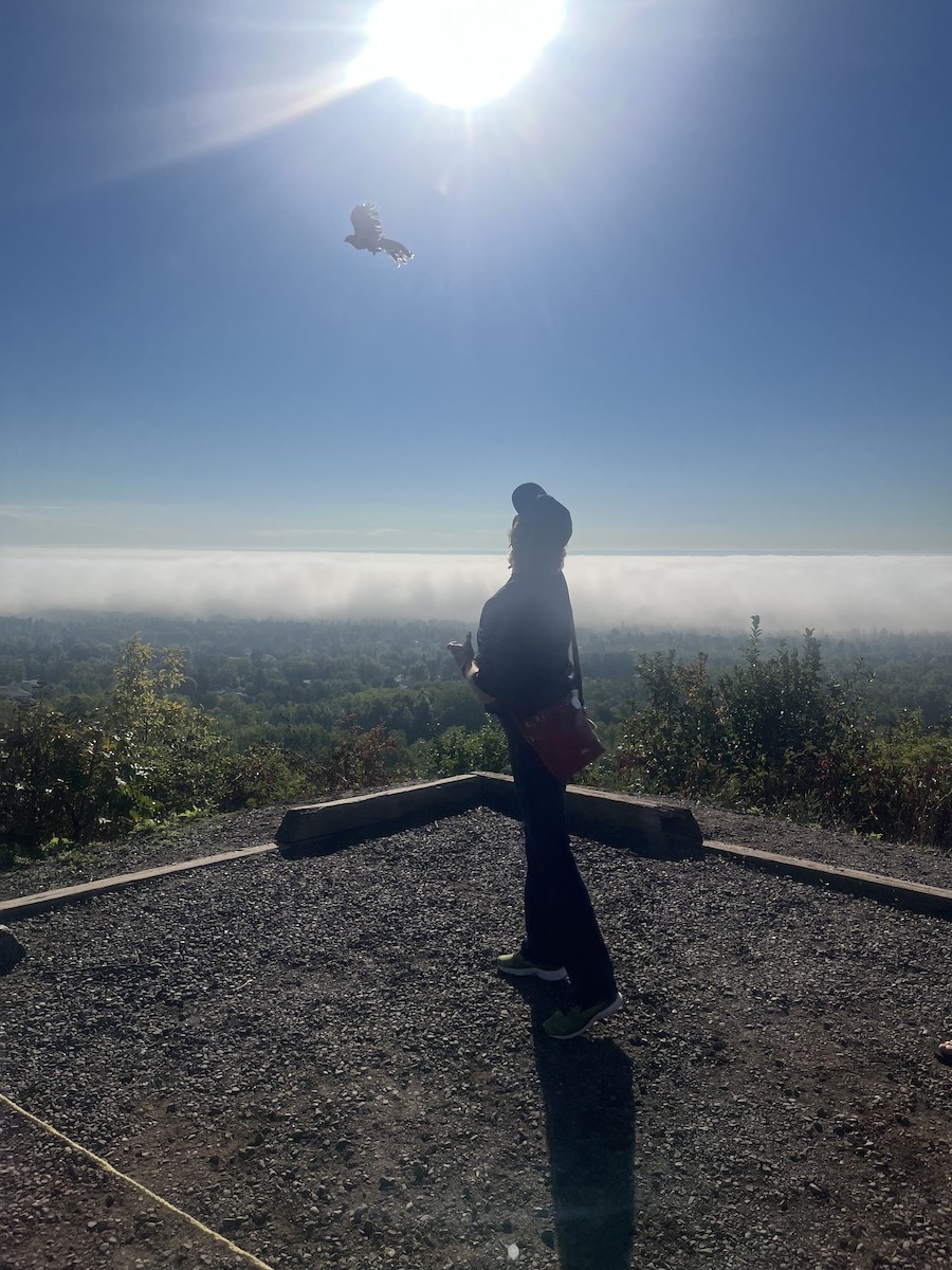 Gavilán Americano - ML646372032