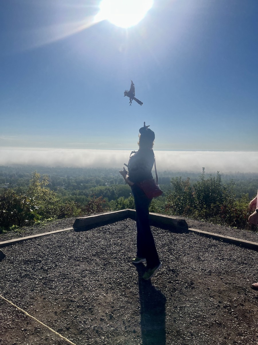 Gavilán Americano - ML646372033