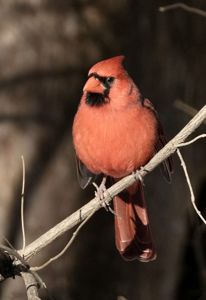 Cardenal Norteño - ML646372036