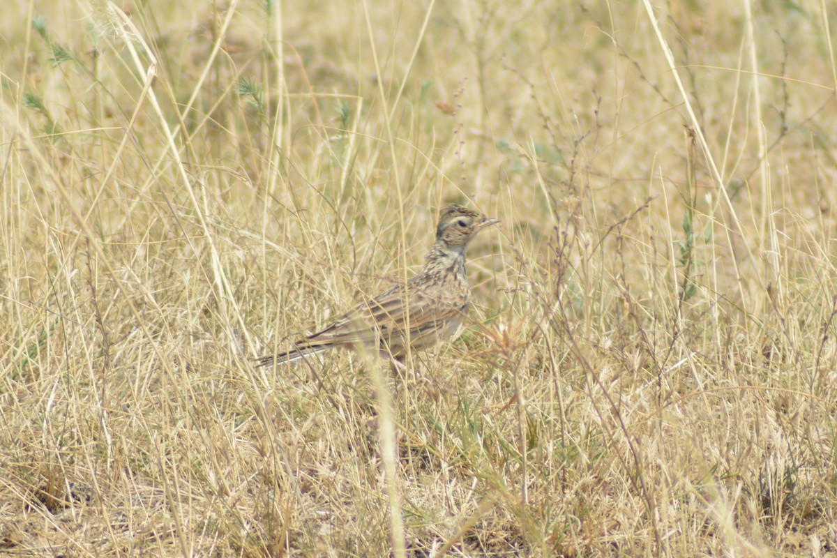 Alondra Común - ML646372039