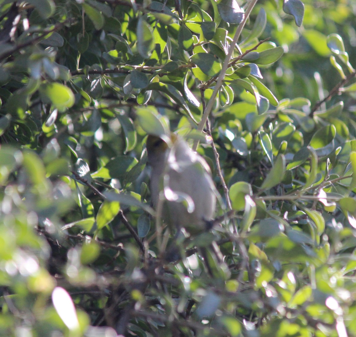 Pájaro Moscón Baloncito - ML646372040