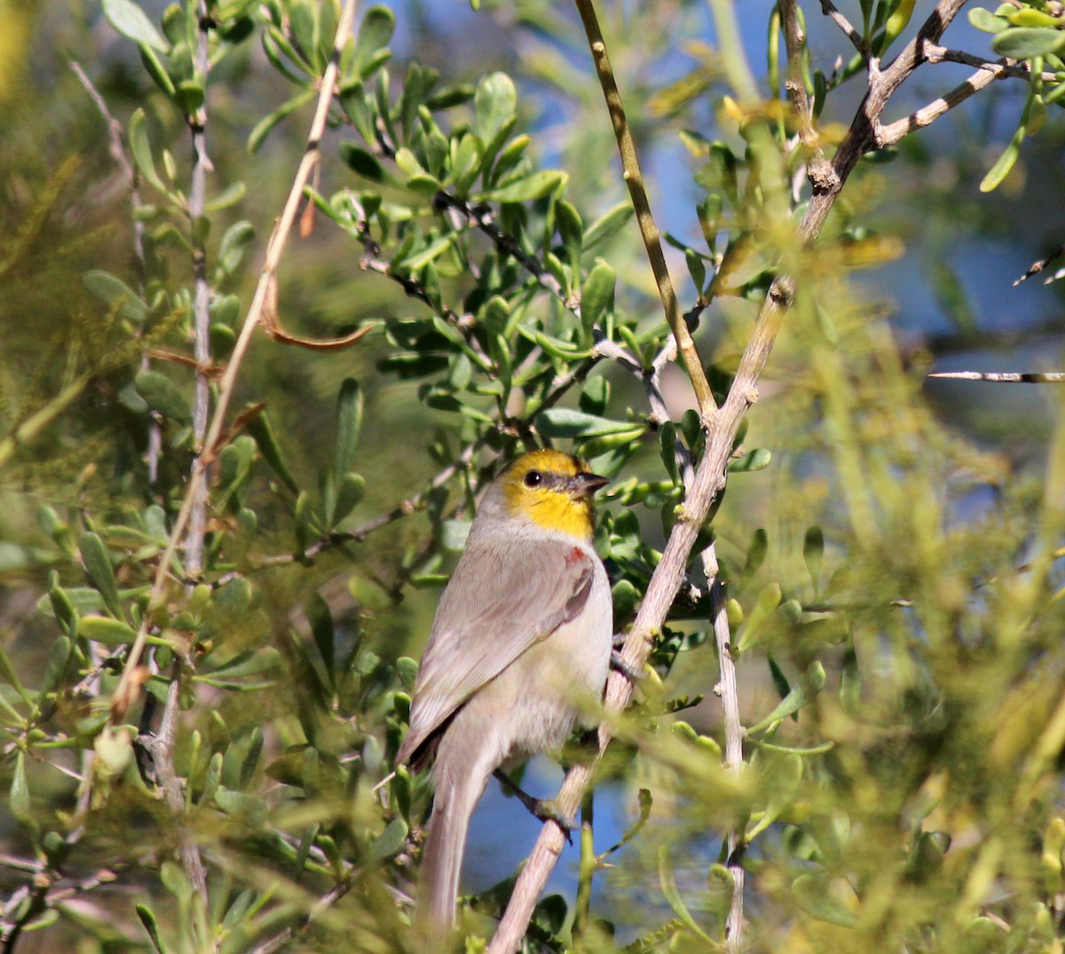 Pájaro Moscón Baloncito - ML646372041