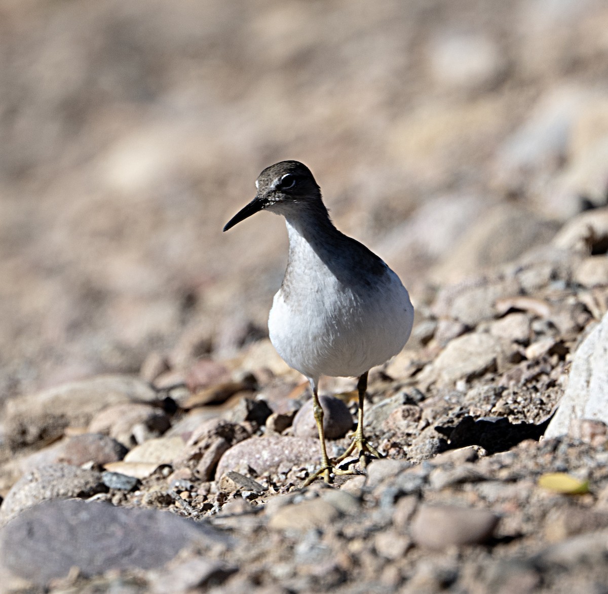 Andarríos Maculado - ML646372042