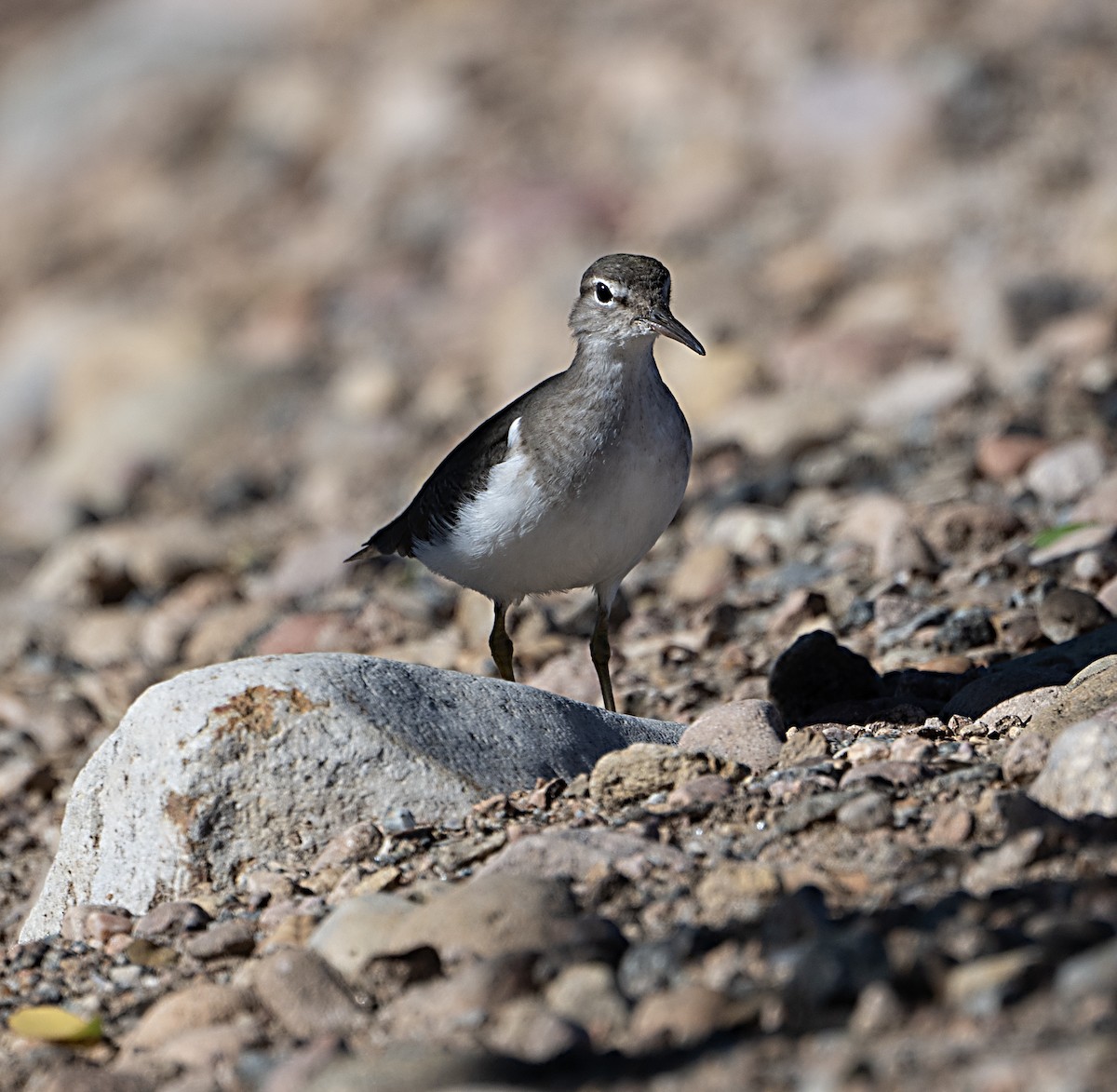 Andarríos Maculado - ML646372043