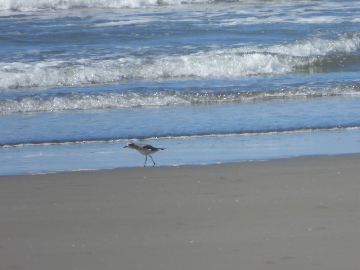 Chorlito Gris - ML646372044