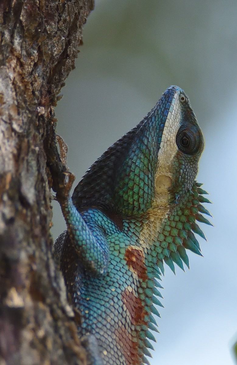 Oriental Forest Lizards - ML646372045