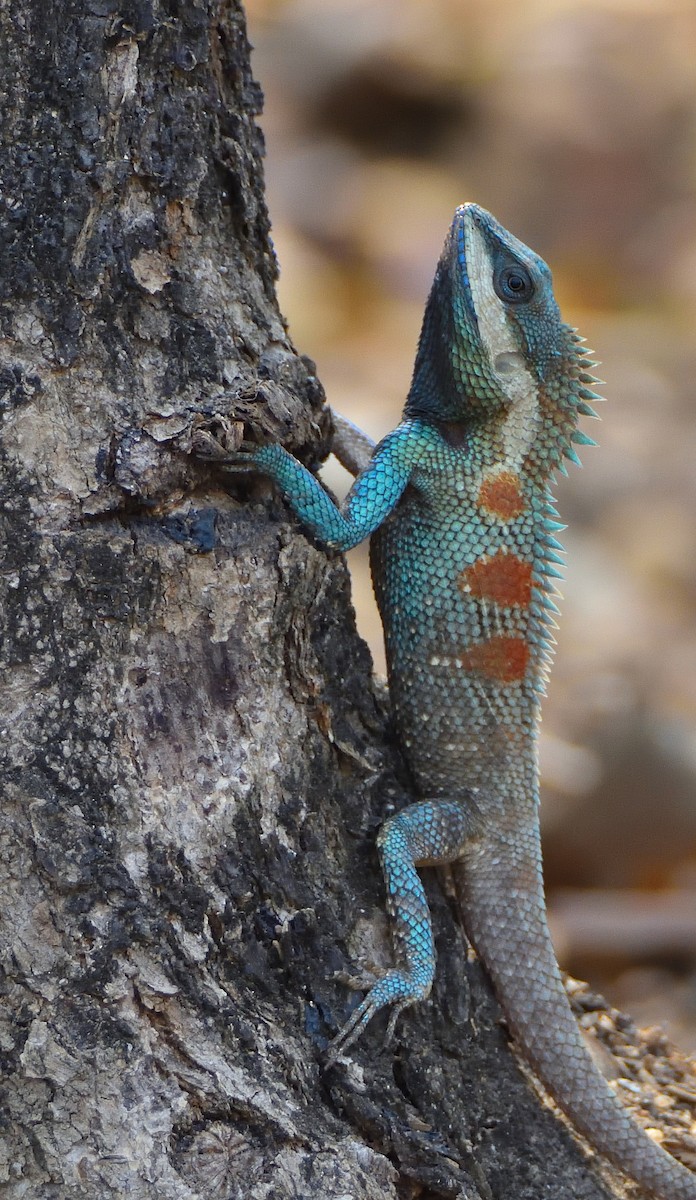 Oriental Forest Lizards - ML646372046
