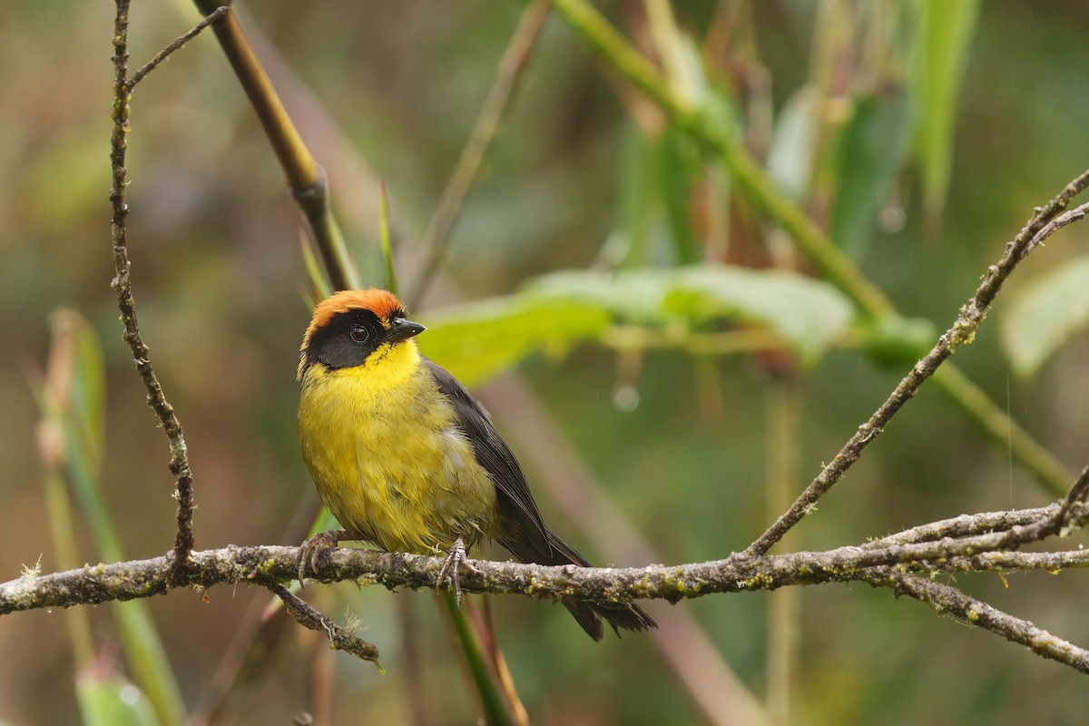 Atlapetes Nuquirrufo - ML646372047