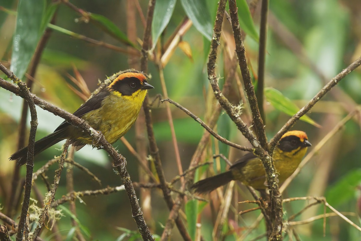 Atlapetes Nuquirrufo - ML646372048