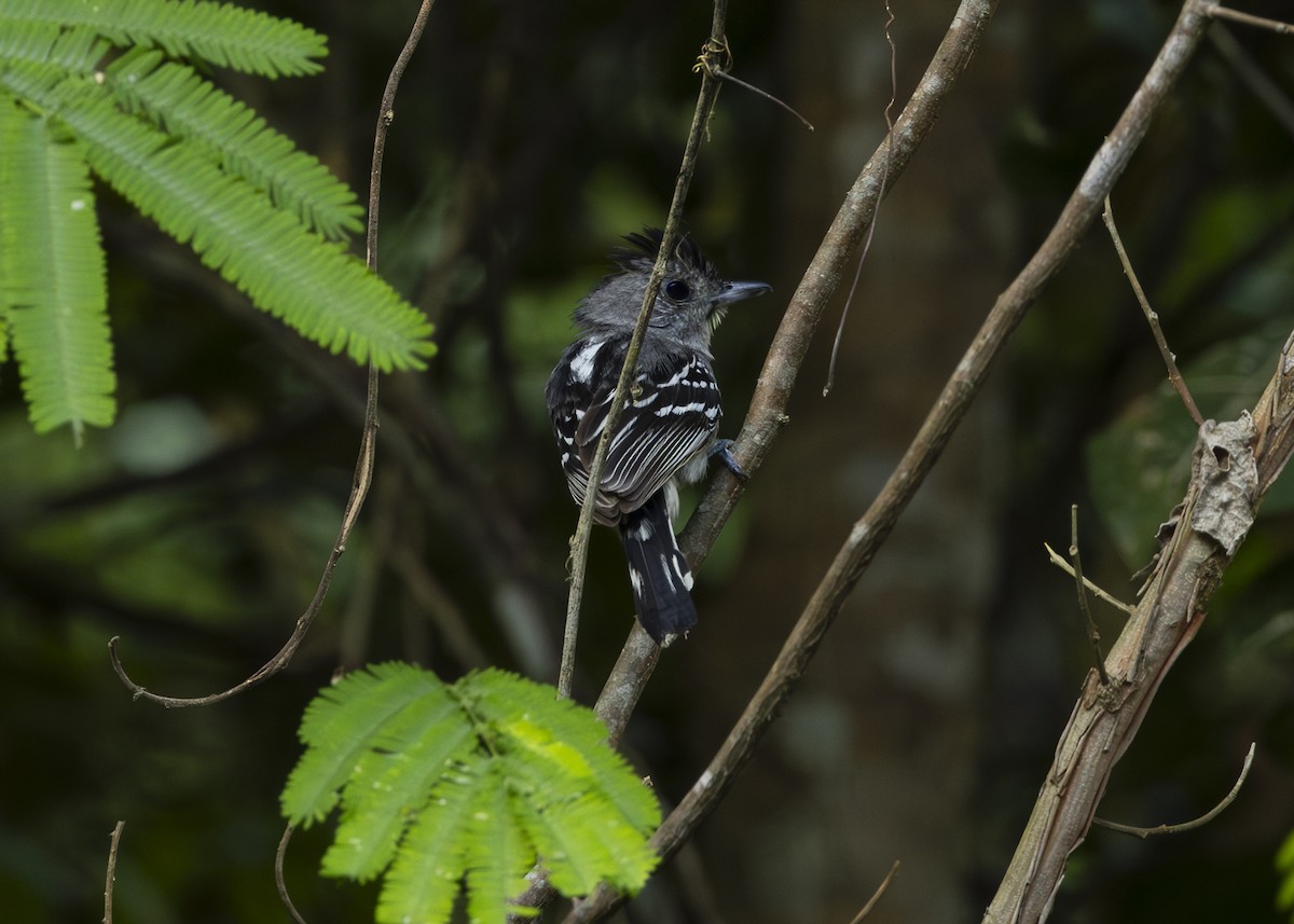 Batará Pizarroso del Planalto - ML646372049