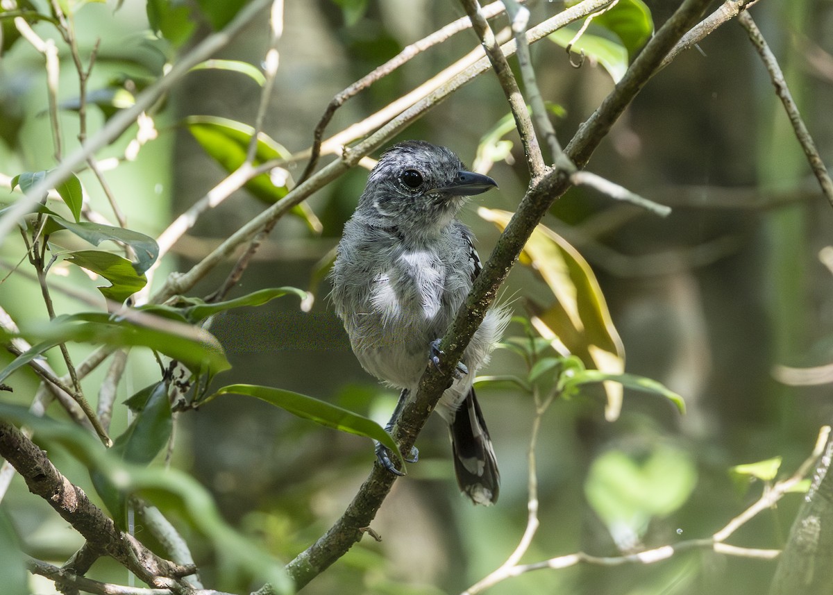 Batará Pizarroso de Sooretama - ML646372050